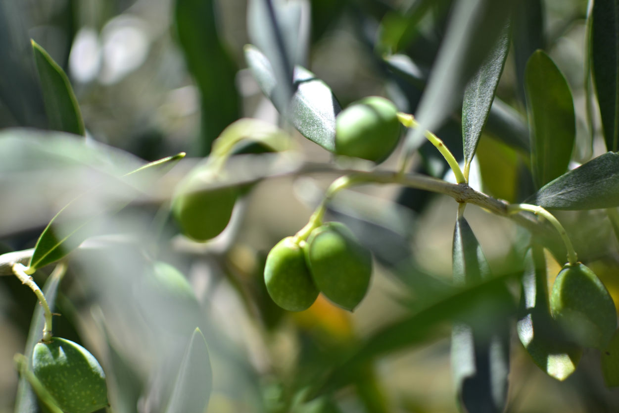 Olives du Mas d'Antonin