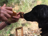 Producteur de truffes dans l'Aude - Pétra