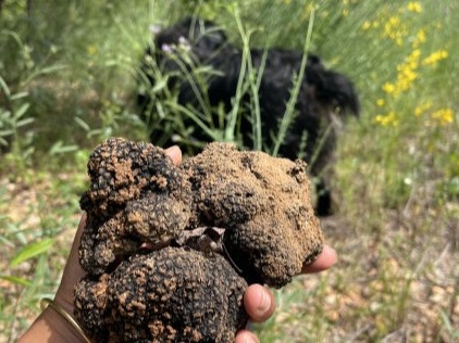 Recherche de truffe noire avec les chiens stage et découverte Mas d'Antonin