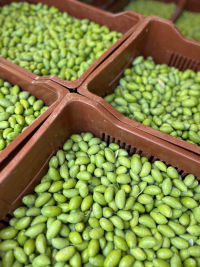 Dégustation d'huiles d'olives dans l'Aude
