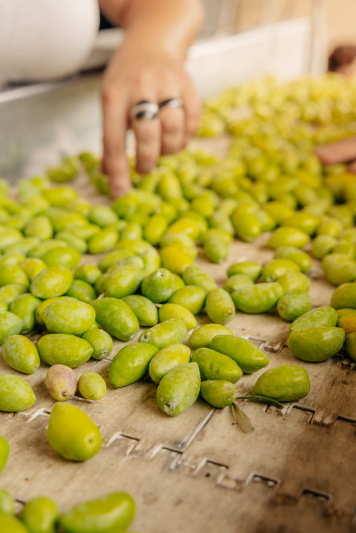 Olives du Sud de la France- Aude - Occitanie