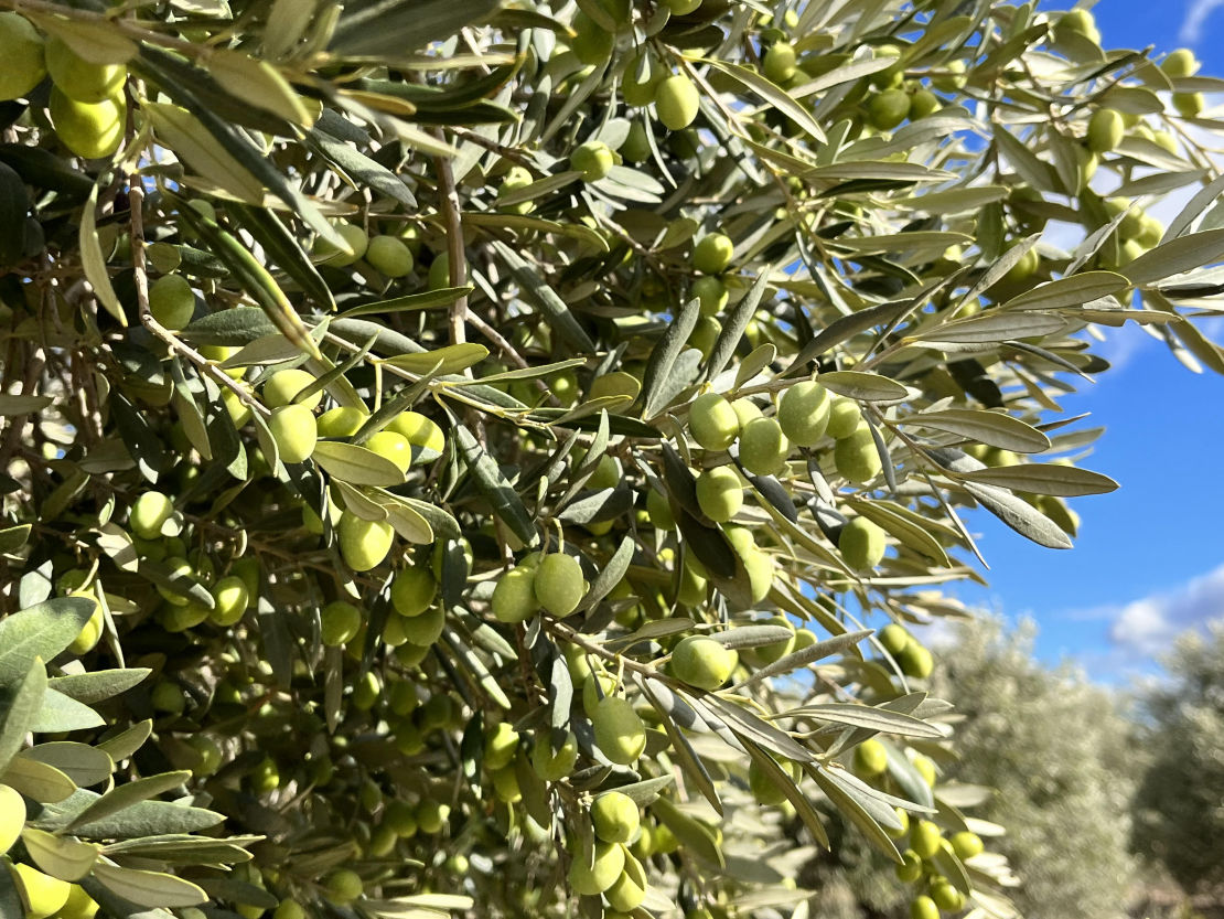 Huile d'olive et truffe Mas d'Antonin Argeliers Aude Gîte de France