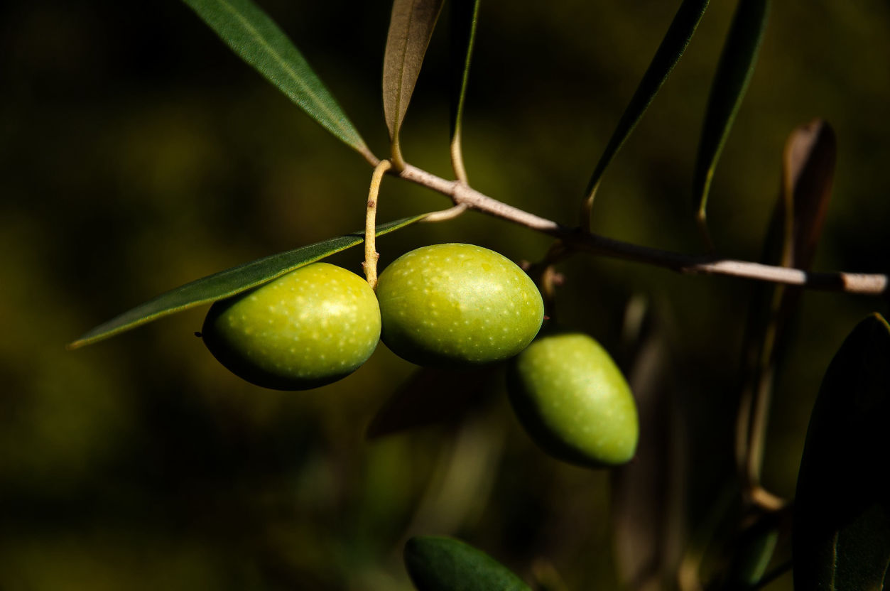 Le Mas d'Antonin - producteur d'huiles, d'olives et de truffes dans l'Aude