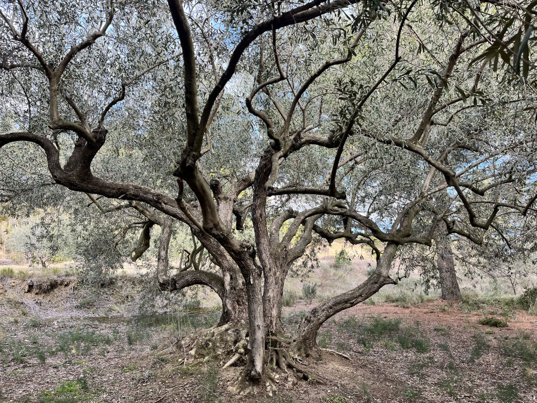Histoire de l'olivier