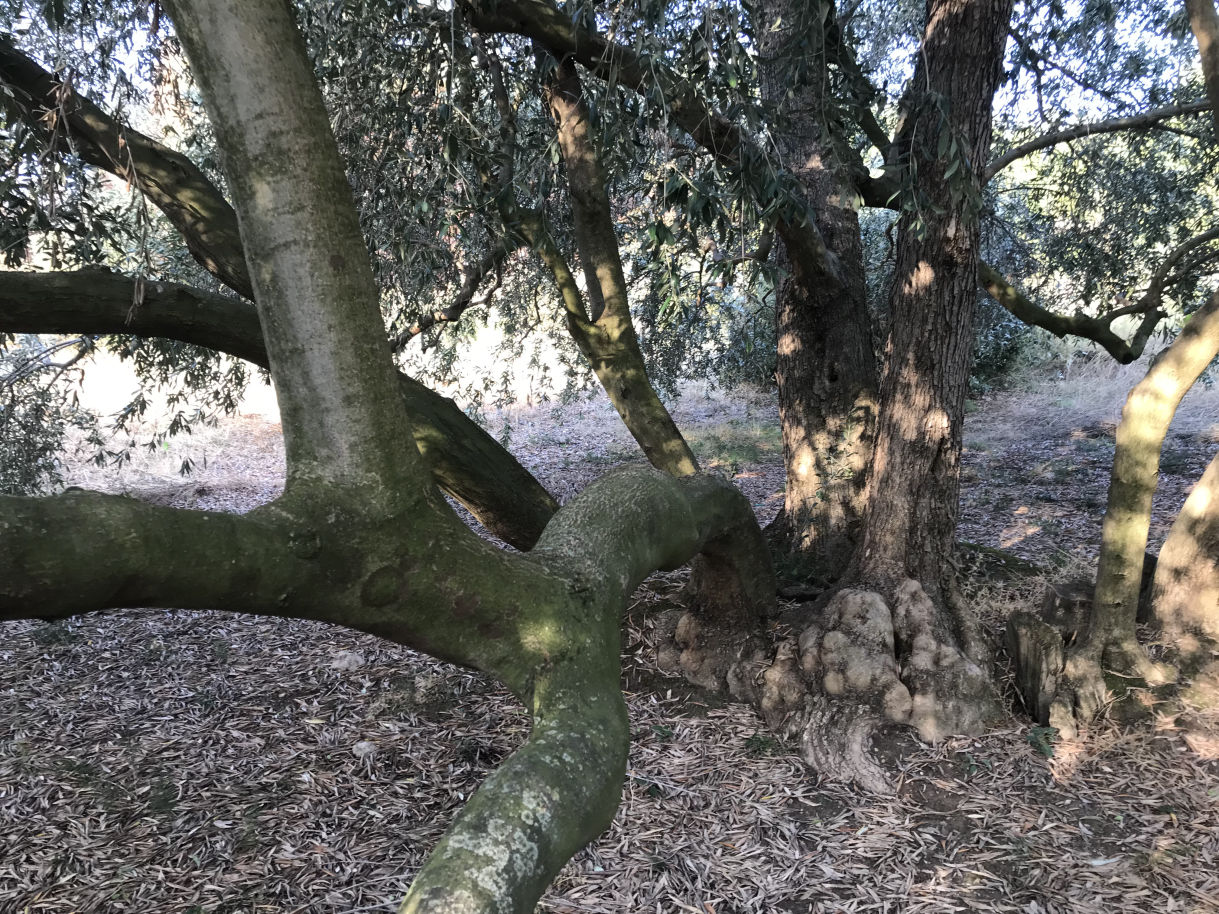 histoire de l'olivier