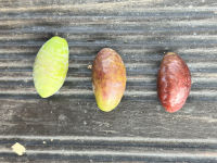 Huiles et Olives de l'Aude- Le Mas d'Antonin
